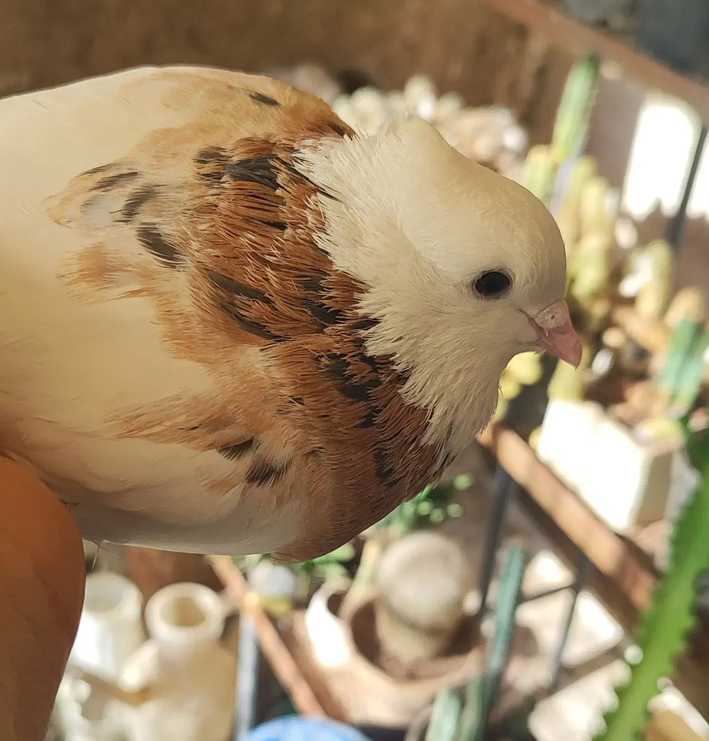 طوقی هفت رنگ|پرنده|اقبالیه, |دیوار