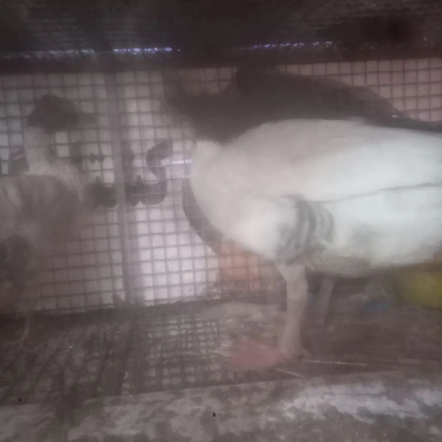 غاز|حیوانات مزرعه|جونقان, |دیوار