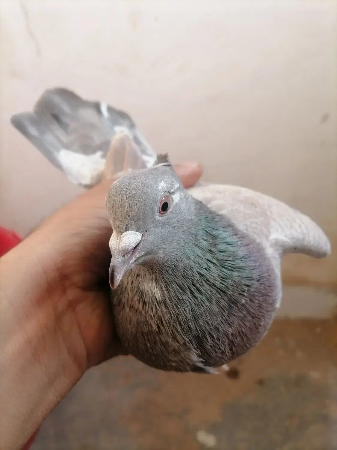 پیدا شده است|حیوانات|سبزوار, قصبه غربی|دیوار