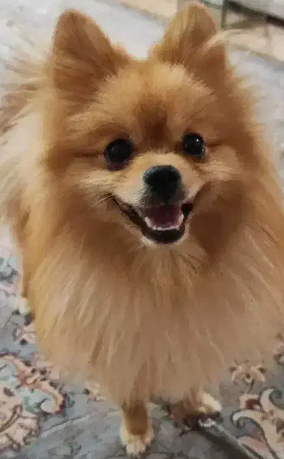 پامر عروسکی سایز ریز|سگ|امیرکلا, |دیوار