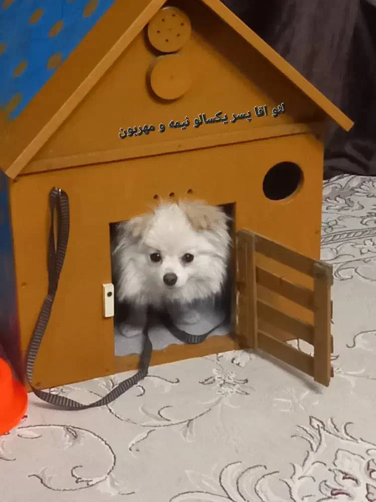 واگذاری پامر نر و ماده|سگ|تهران, تهرانسر غربی|دیوار