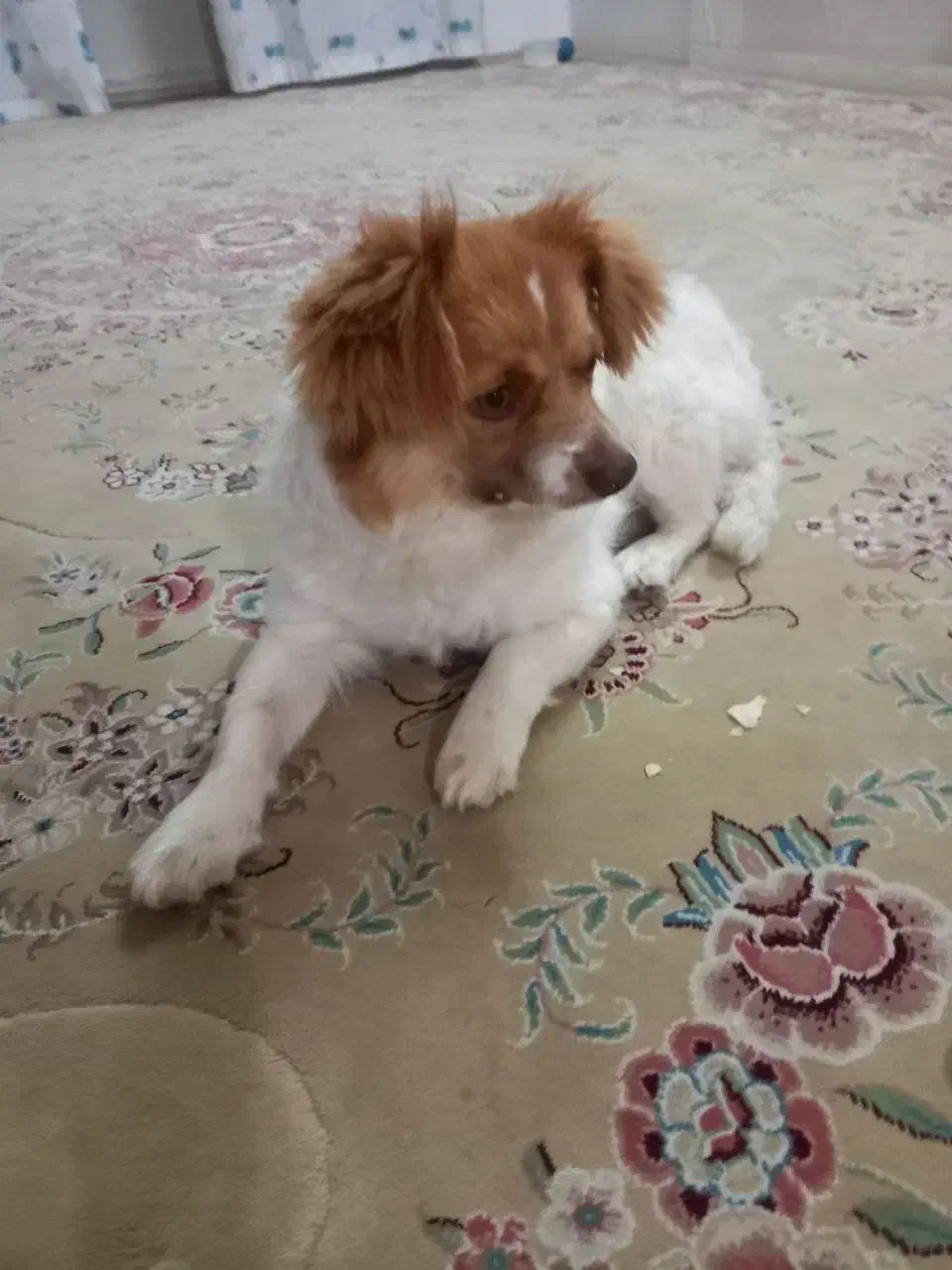 مژدگانی خوب برای یابنده|حیوانات|بسطام, |دیوار