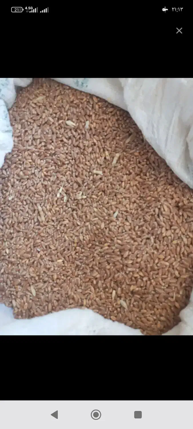 گندم آفتاب|خوردنی و آشامیدنی|سرپل ذهاب, |دیوار