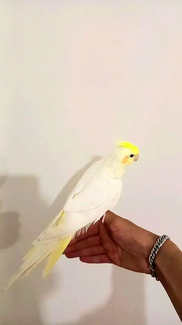 یک‌عدد‌عروس‌نر|پرنده|قیدار, |دیوار