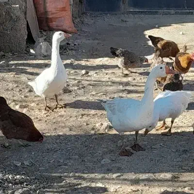 غاز محلی|حیوانات مزرعه|ثمرین, |دیوار