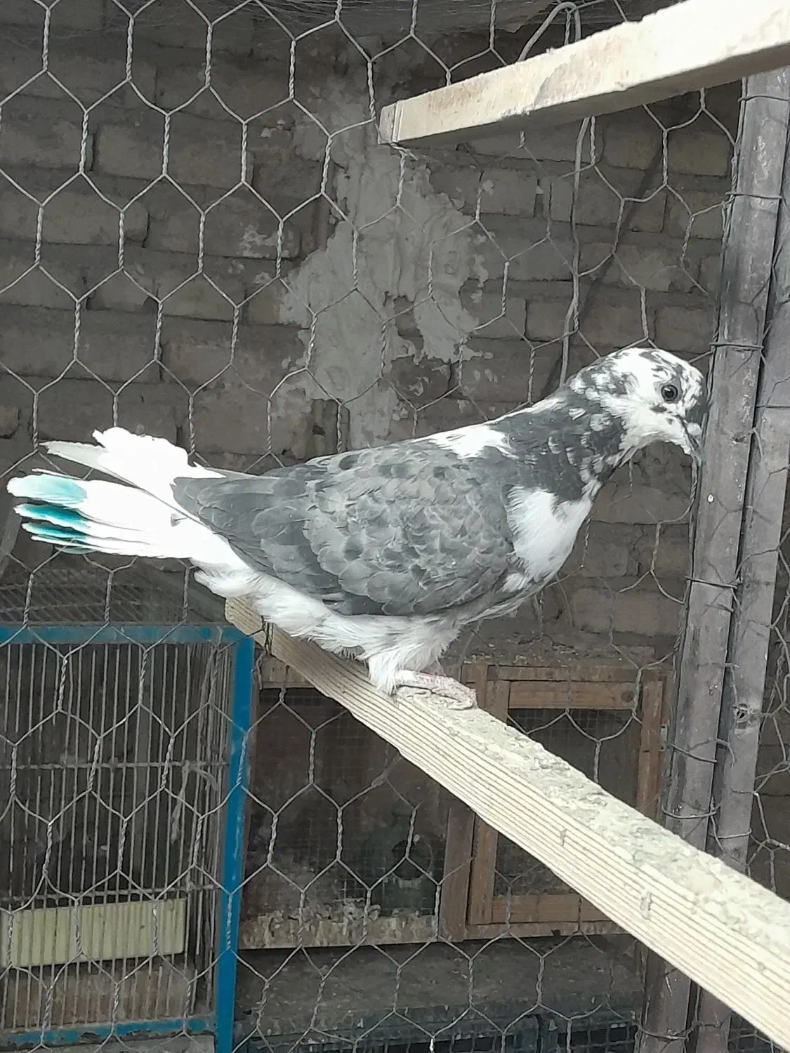 کبوتر فردشی|پرنده|چهاردانگه (تهران), |دیوار