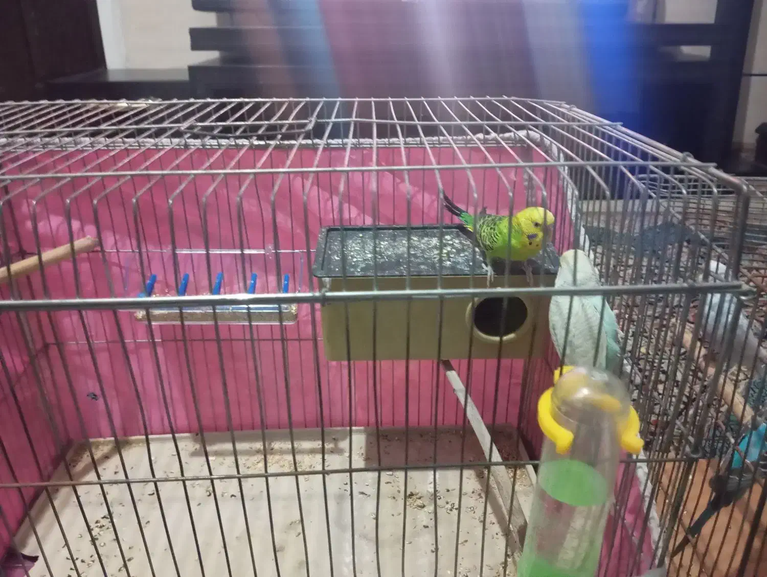 مرغ عشق|پرنده|شیراز, دست خضر|دیوار