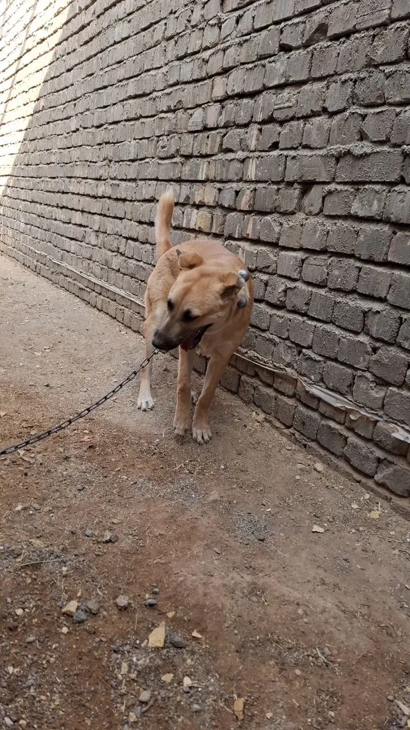 واگذاری توله دهن پاک|سگ|قنوات, |دیوار