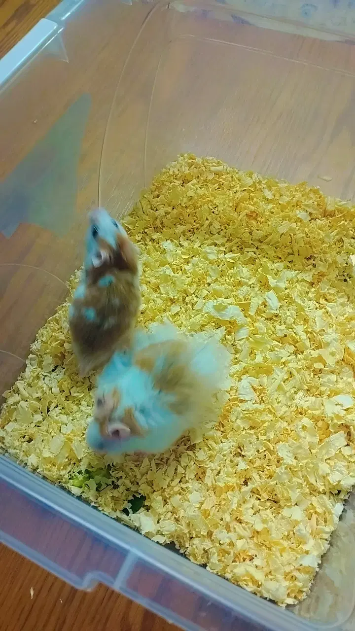همستر|موش و خرگوش|قدس, هفت جوی|دیوار