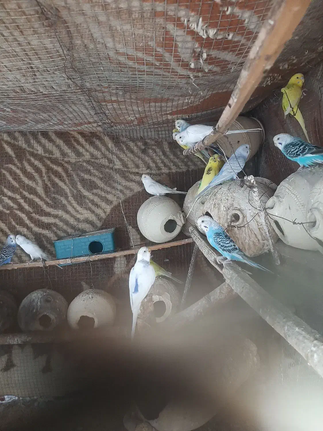 مرغ عشق|پرنده|بیکاه, |دیوار