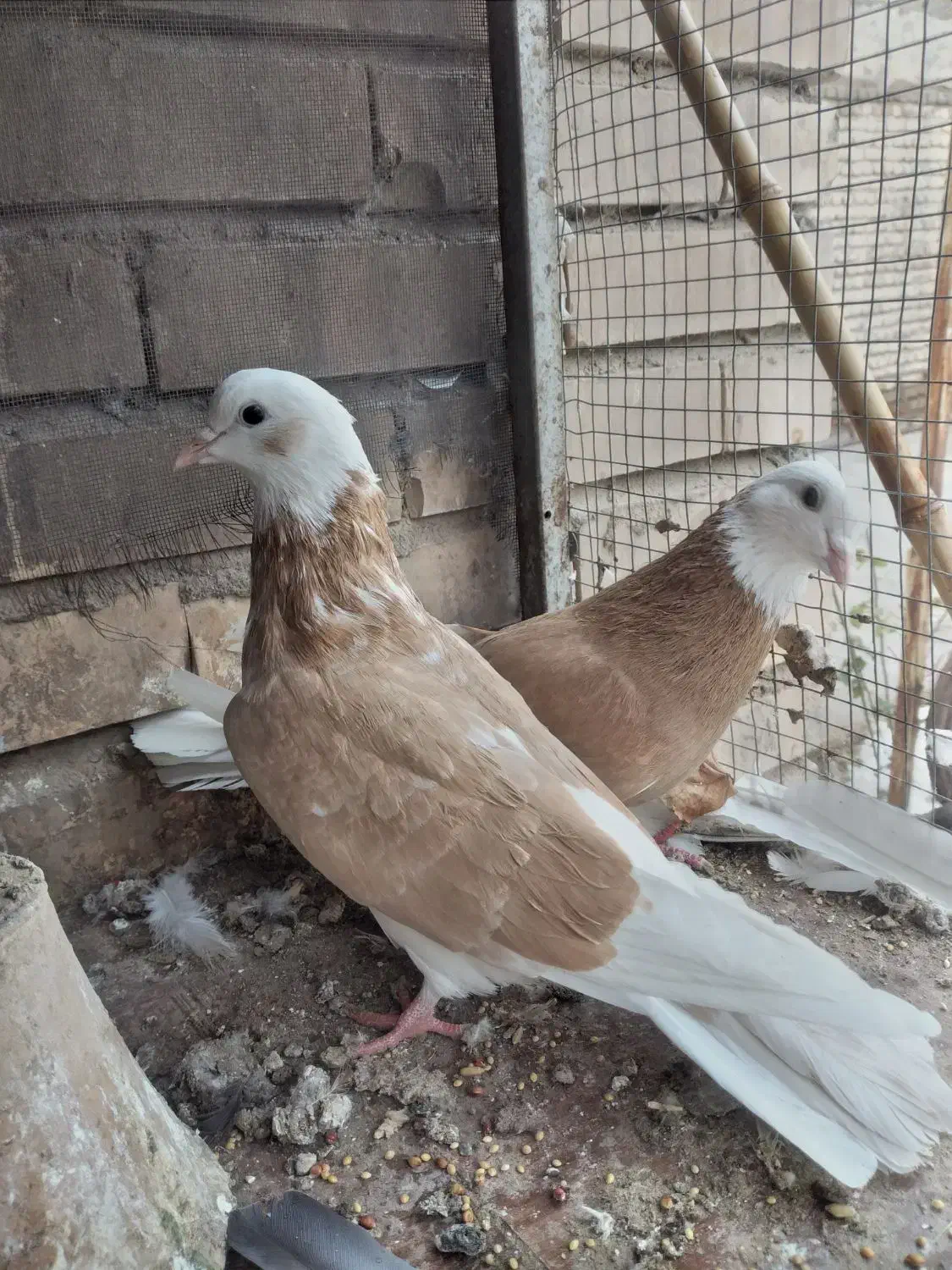 کبوترتهرانی|پرنده|خسروشاه, |دیوار