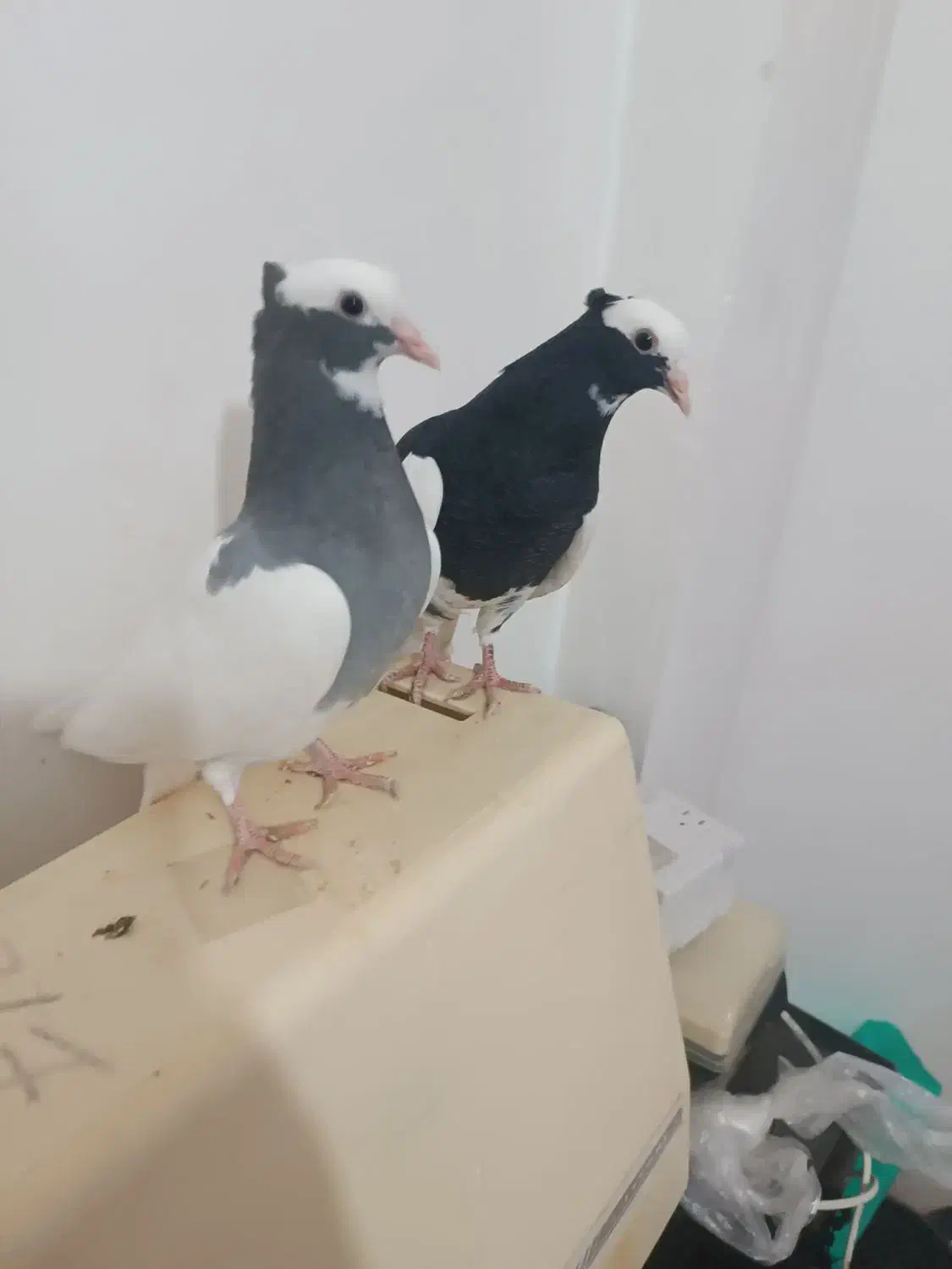 زیر خاکی   طوق سبز و سیاه بینظیر|پرنده|صدرا-فارس, فاز ۱|دیوار