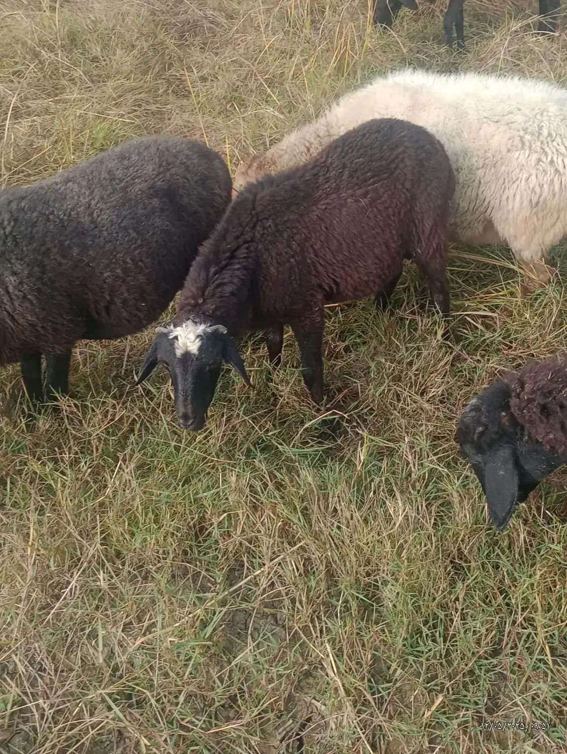 نر بره|حیوانات مزرعه|قائم‌شهر, |دیوار