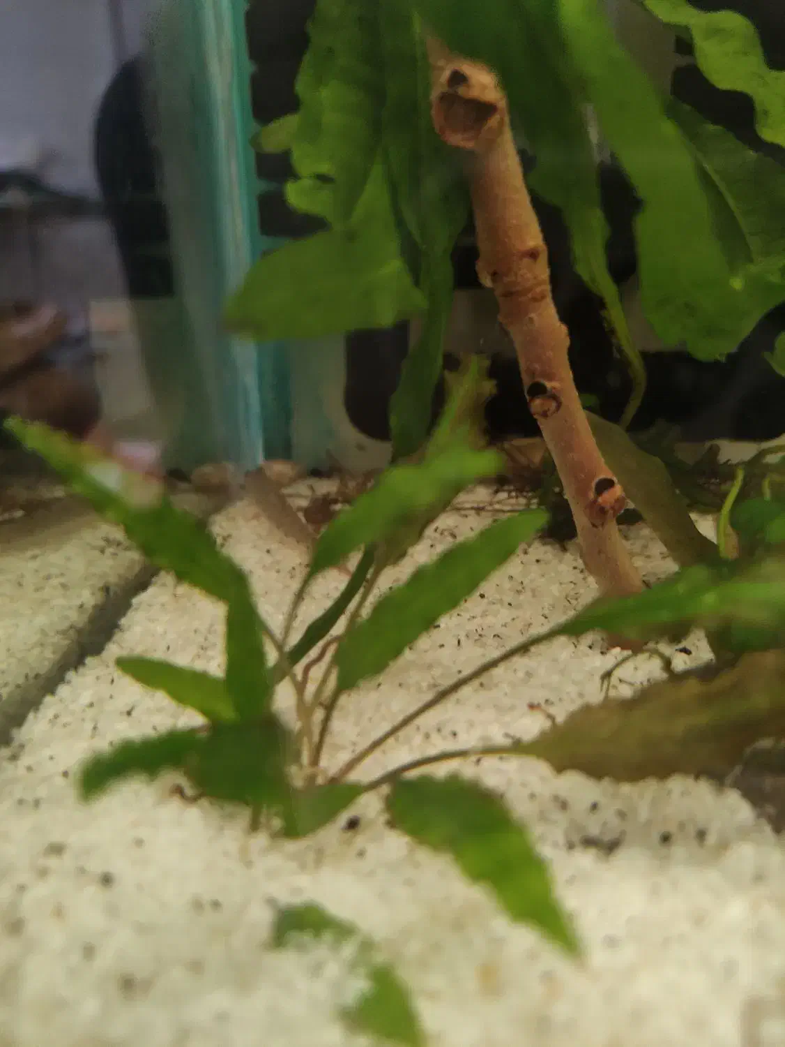 تعدادی و ماهی و گیاه آکواریومی|ماهی|خرم‌آباد, |دیوار