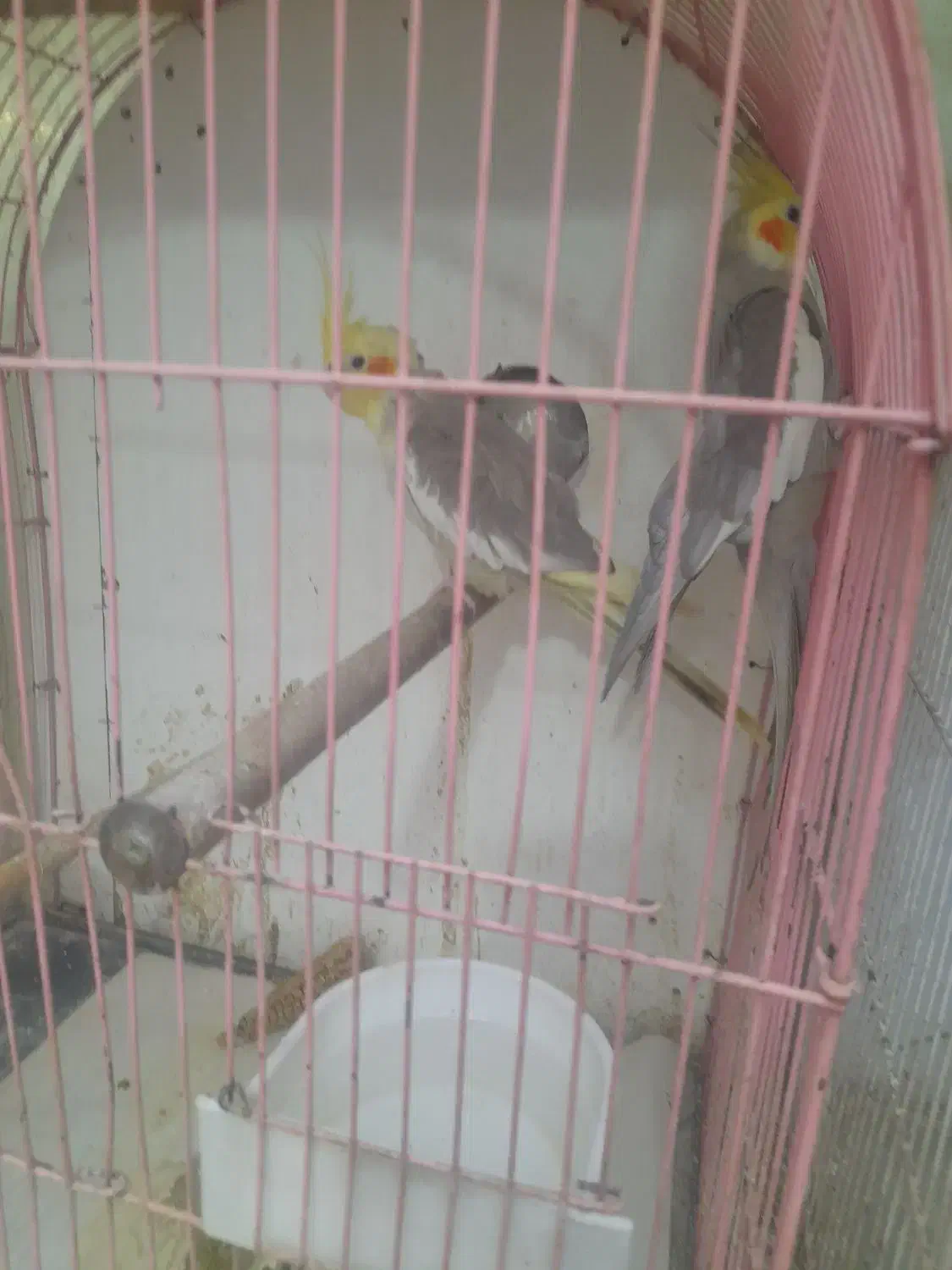 عروس هلندی مولد با جوجه و تخم|پرنده|اسلام‌شهر, شهرک قائمیه|دیوار