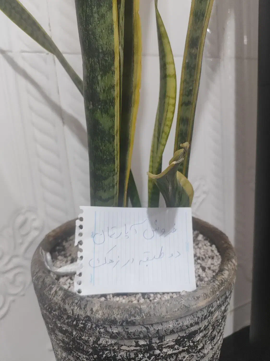 گل سانسوریا خانه در زهک|گل و گیاه طبیعی|زهک, |دیوار