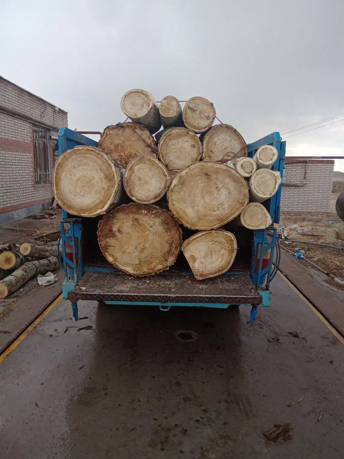 خرید انواع چوب|خدمات باغبانی و درختکاری|سراب, |دیوار