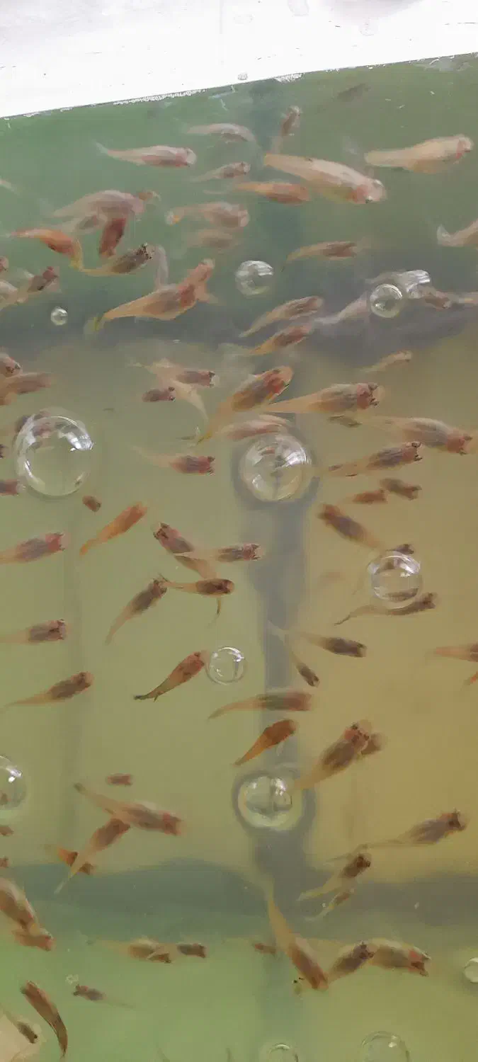 غذای زنده میکروورم و ماهی گوپی|ماهی|اصفهان, طامه|دیوار