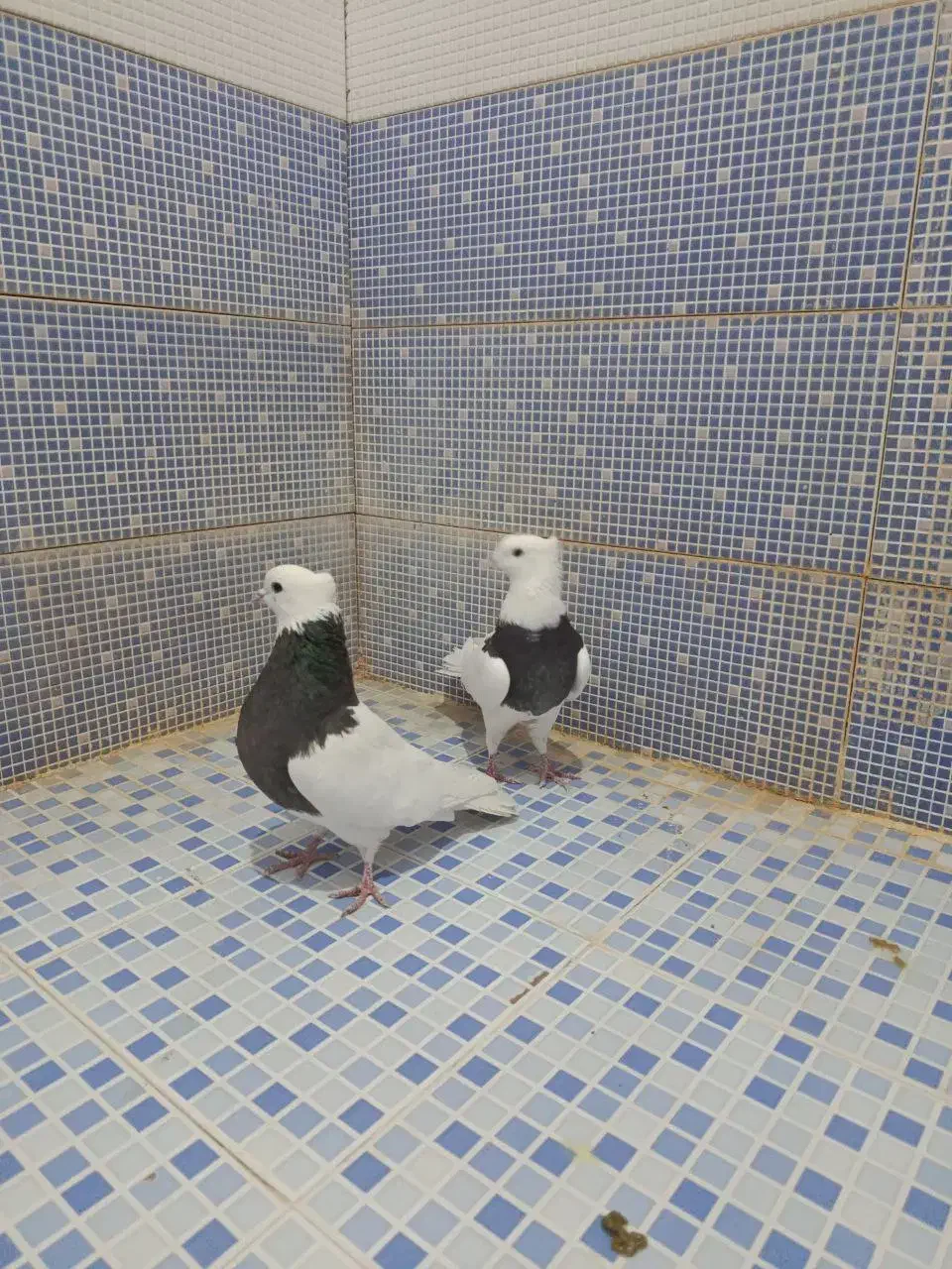 انواع کبوتر|پرنده|دهدشت, |دیوار