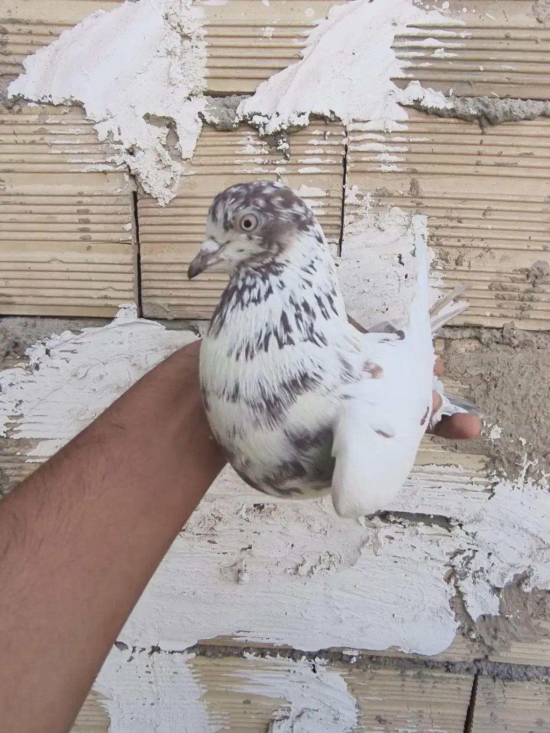 کبوتر کفتر|پرنده|باغستان, |دیوار