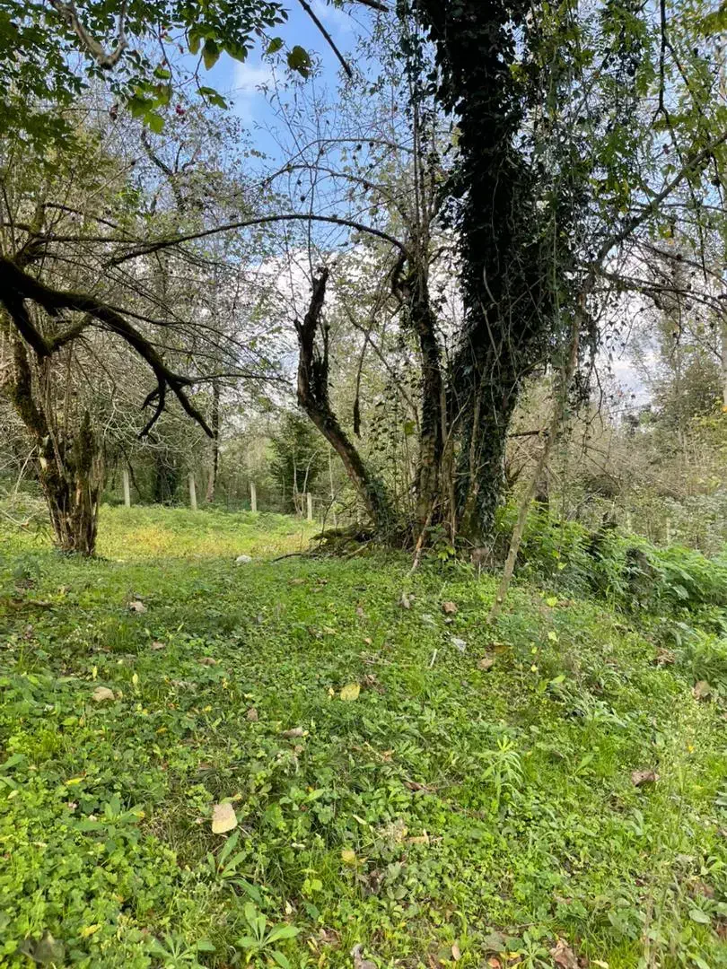 230متر کاربری مسکونی خوش قواره گیلان شفت|فروش زمین و ملک کلنگی|احمدسرگوراب, |دیوار