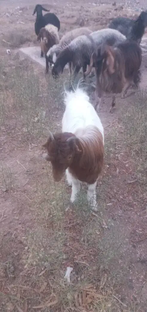 بزغاله تو پر و سالم|حیوانات مزرعه|قم, الغدیر|دیوار