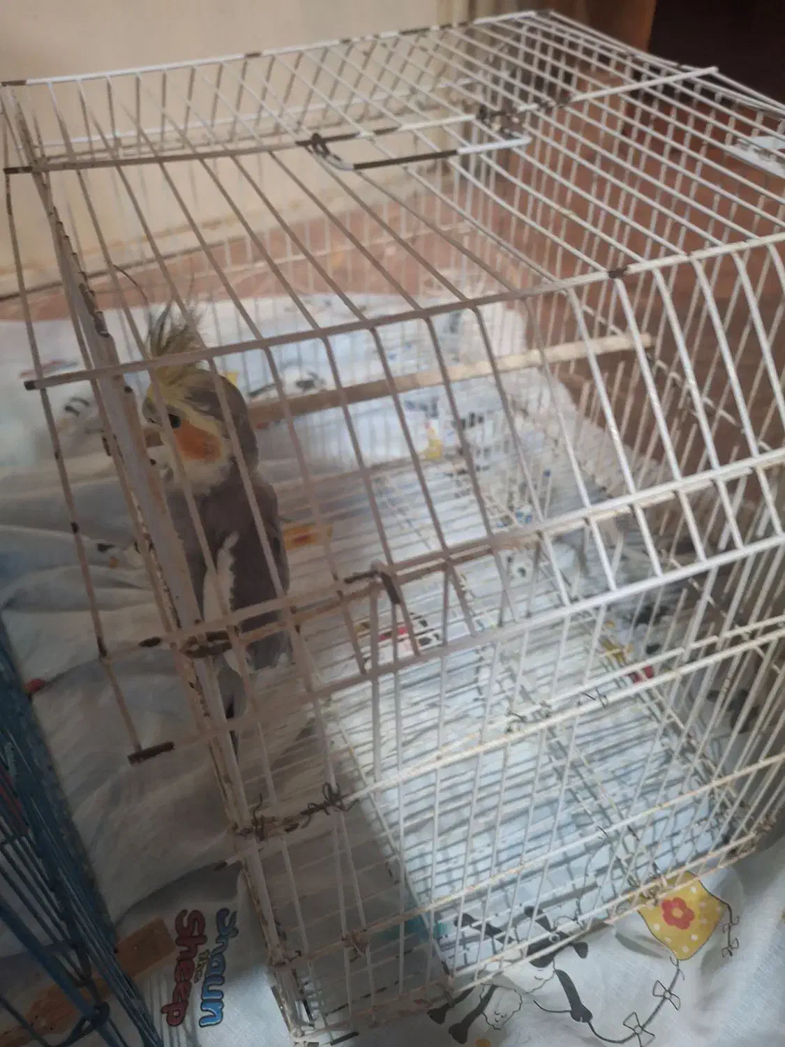 عروس هلندی نر مست آماده جفت گیری|پرنده|کهنوج, |دیوار