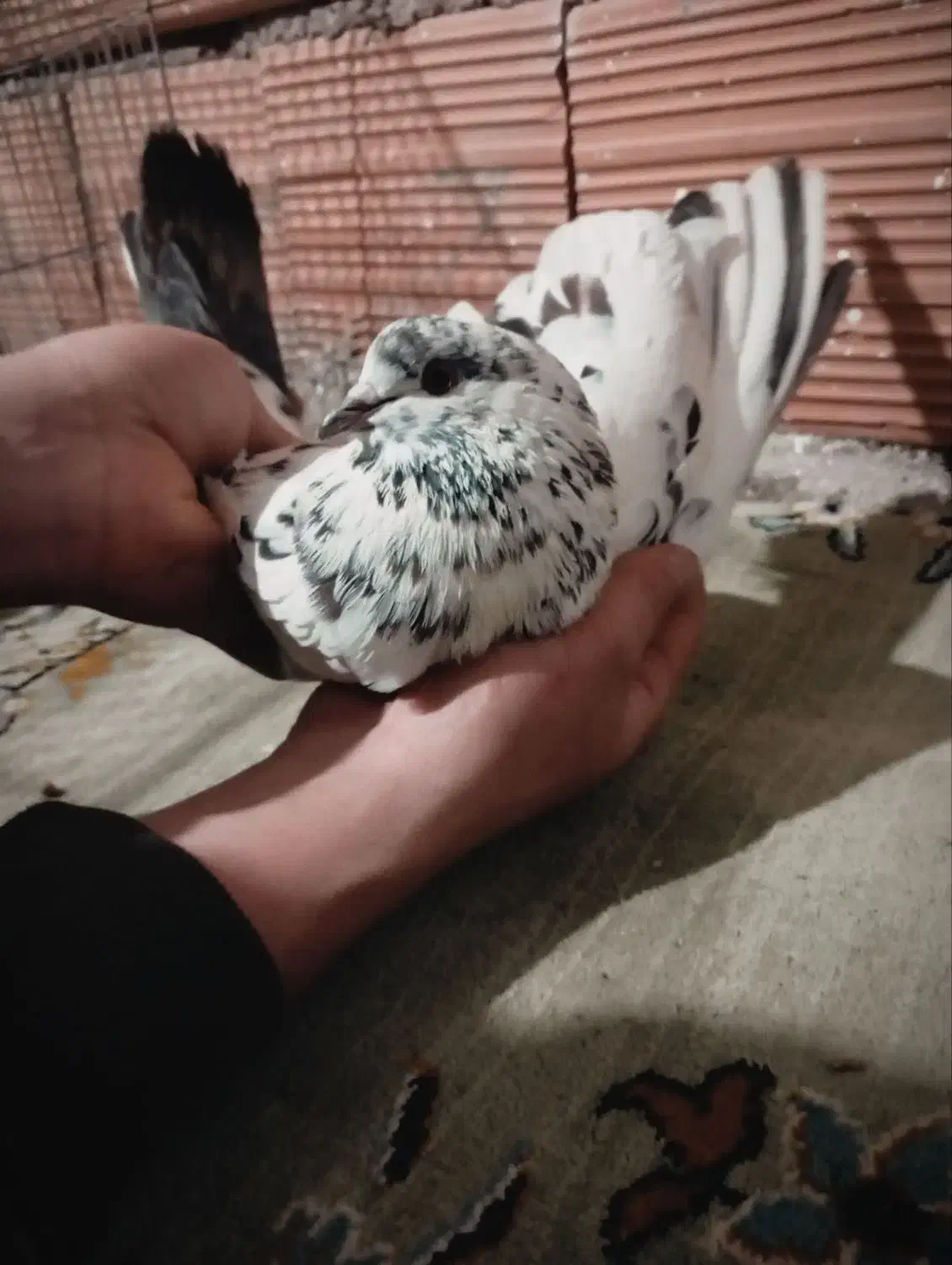 کبوتر پرشی|حیوانات|مینودشت, |دیوار