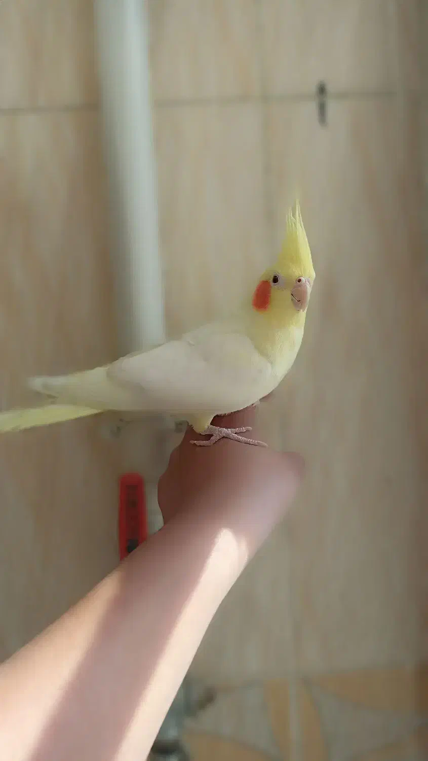 عروس هلندی|پرنده|محلات, |دیوار