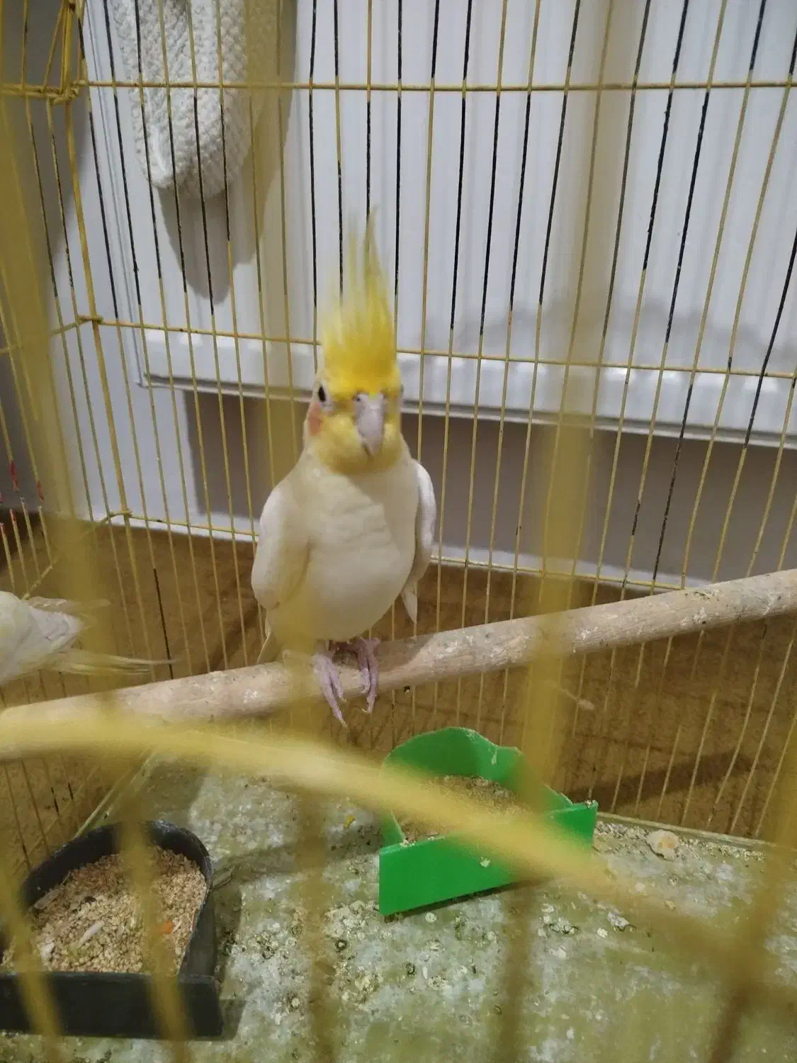 پرنده عروس|پرنده|مشکین‌دشت, |دیوار