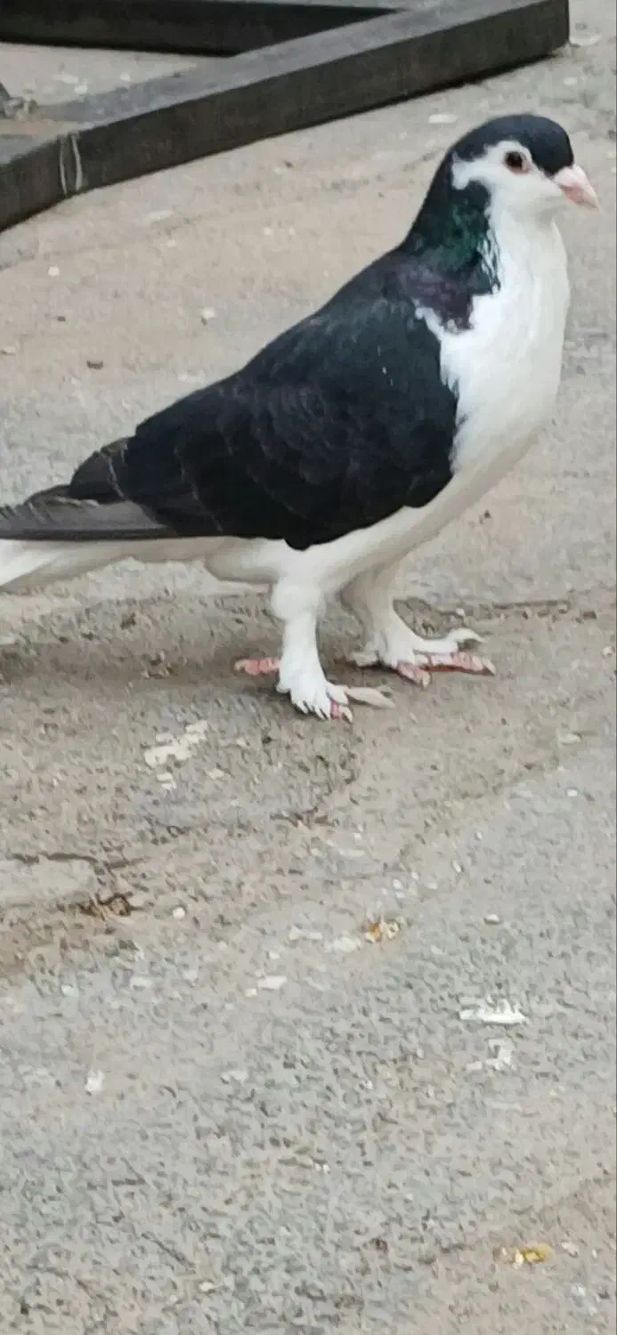 دوبال سیاه|پرنده|اندیمشک, |دیوار