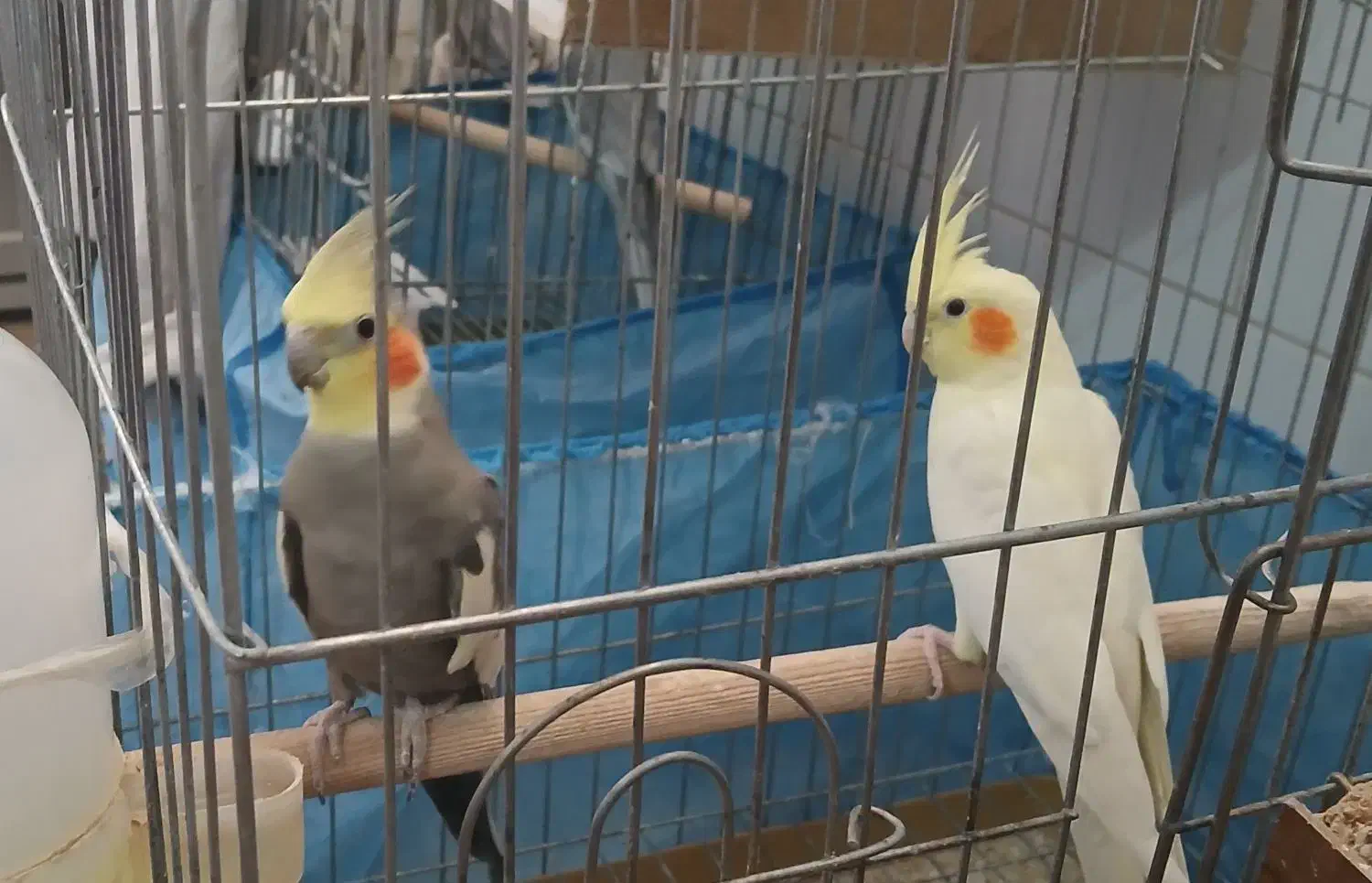 عروس مولد|پرنده|اردکان, |دیوار