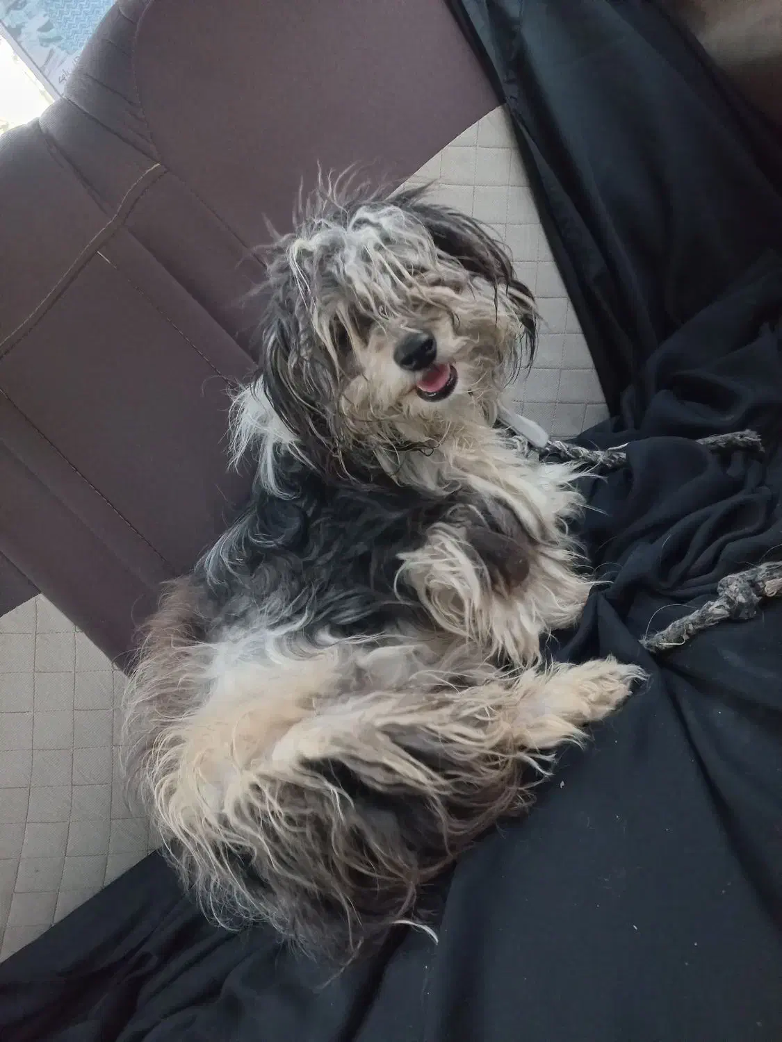 واگذاری سگ شیتزوتریر|سگ|مشهد, حسینآباد|دیوار