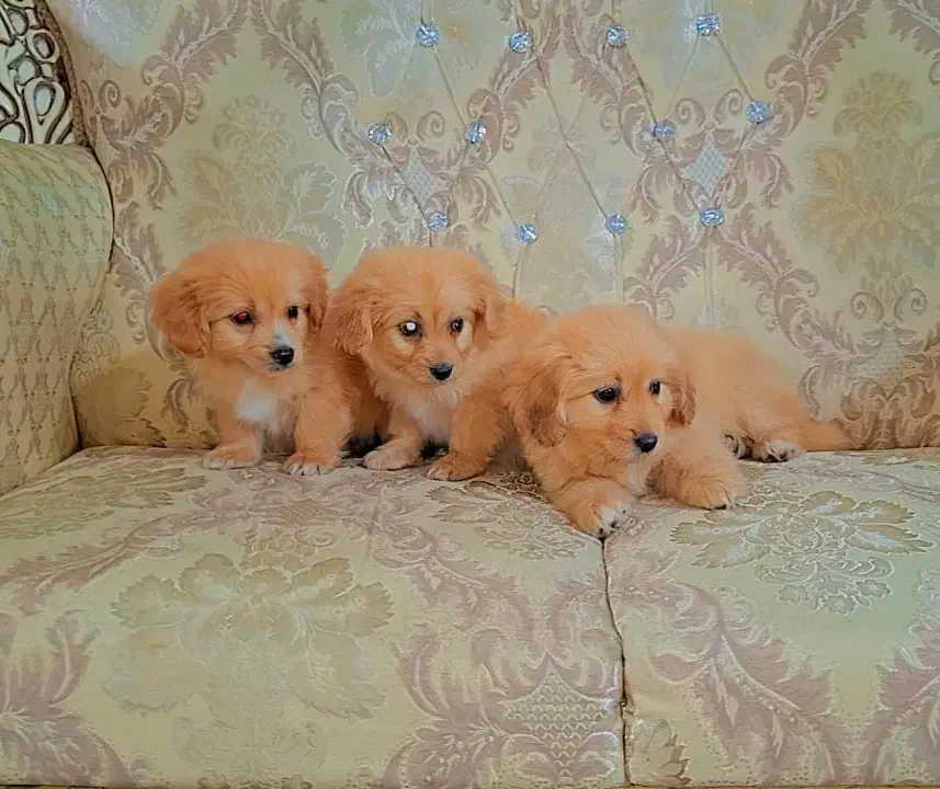 پودل پامر|سگ|رشت, دیانتی|دیوار