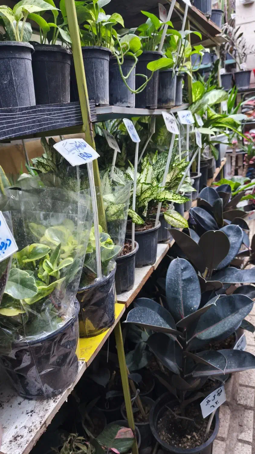 حراج/گیاه آپارتمانی|گل و گیاه طبیعی|مشهد, شهید رضوی|دیوار