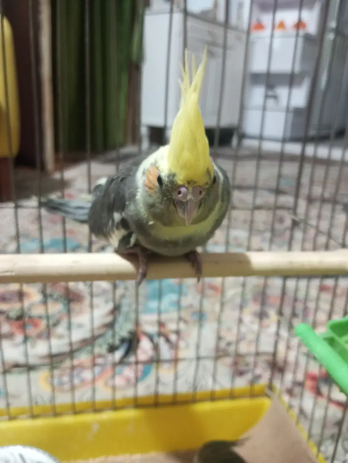 جوجه عروس هلندی|پرنده|تربت‌حیدریه, کلاته توکلی|دیوار