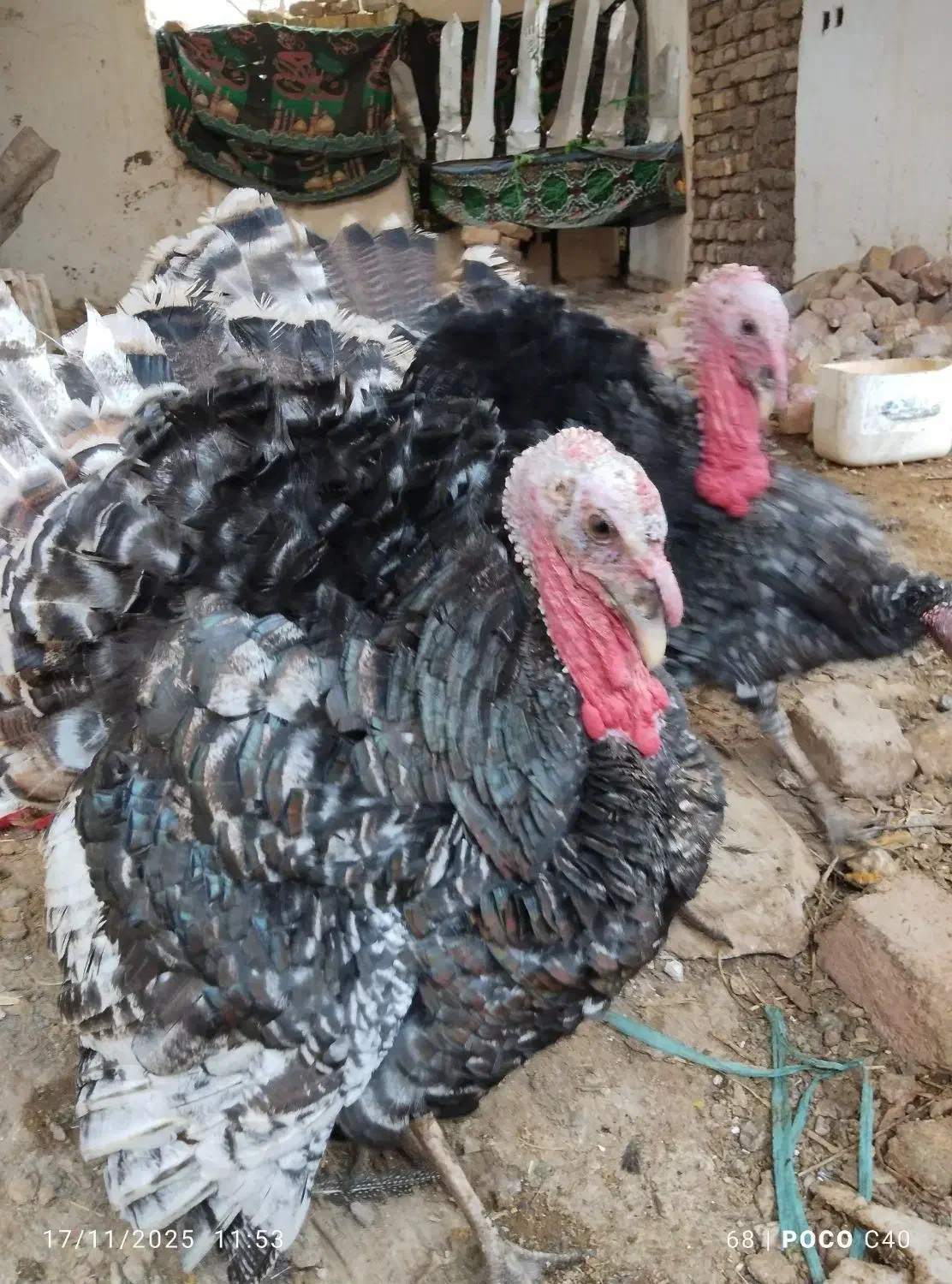 بوقلمون نر و ماده قیمت مناسب|حیوانات مزرعه|بوئین زهرا, |دیوار