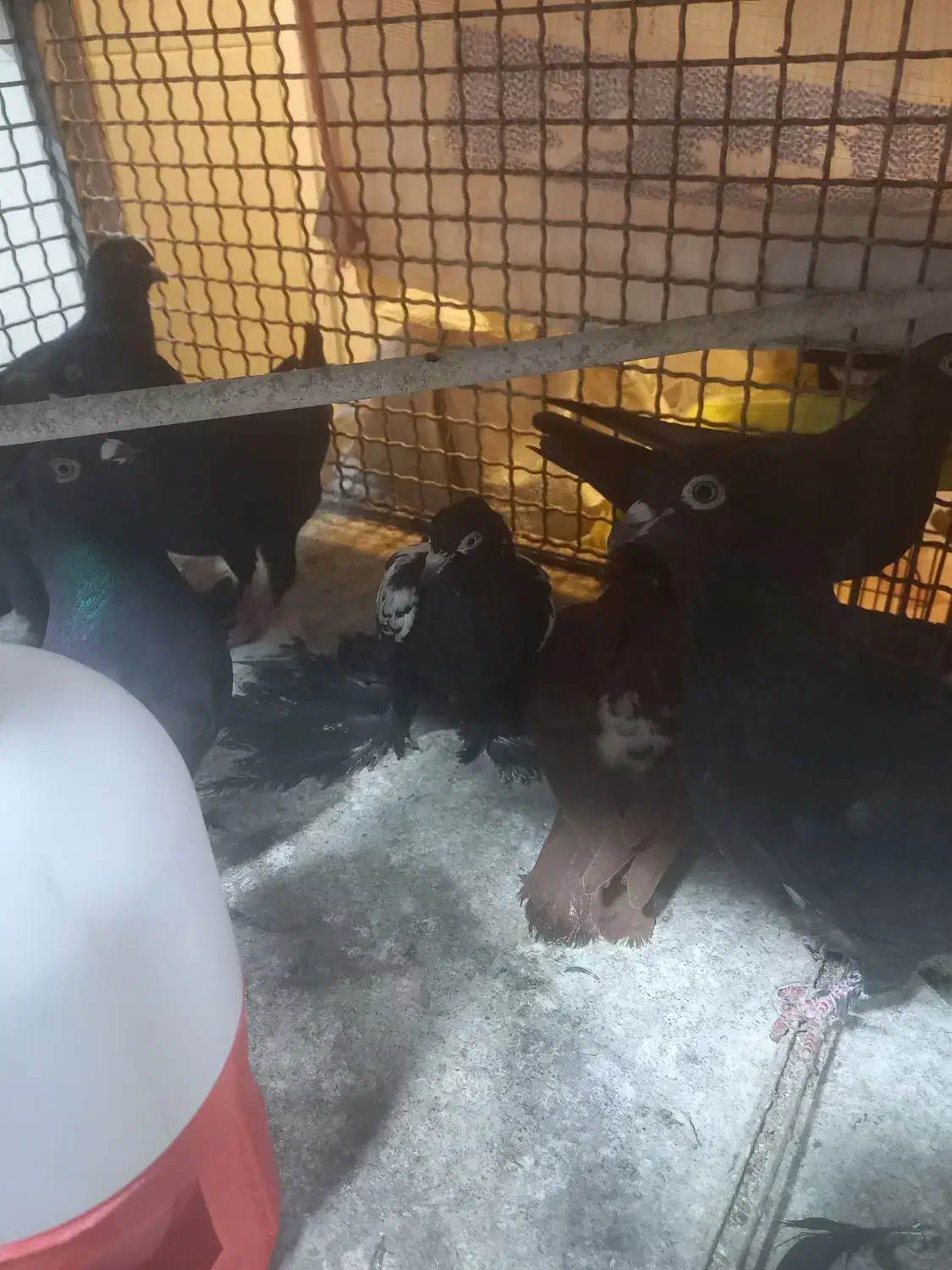 کبوتر|پرنده|خسروشاه, |دیوار