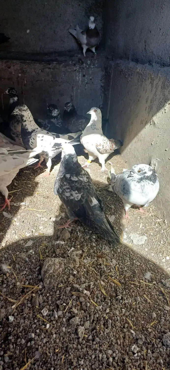 فروش کفتر|پرنده|ویلکیج, |دیوار