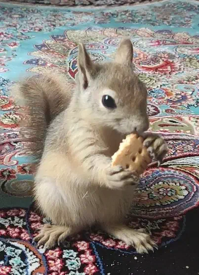 واگذاری حیوان اهلی|موش و خرگوش|گنبد کاووس, |دیوار