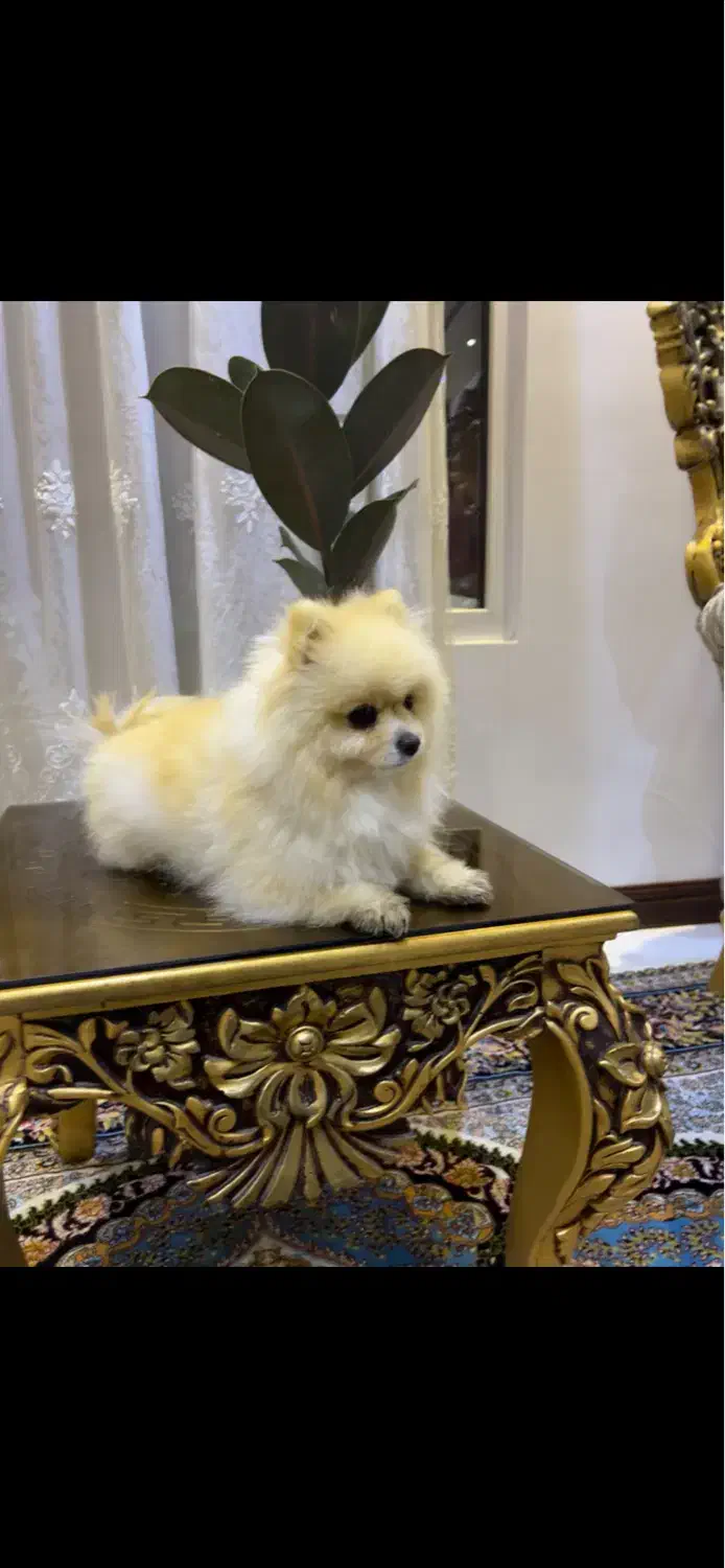 واگذار سگ پامر(پامرانین)آگهی را بخوانید|سگ|یزد, |دیوار