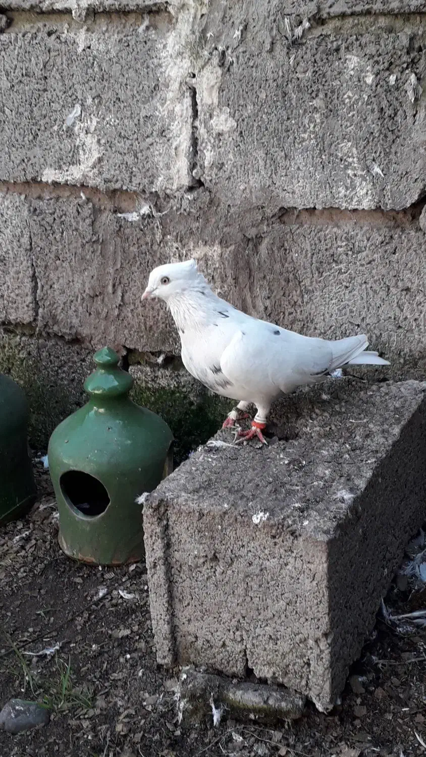 کبوتر|پرنده|آستانه اشرفیه, |دیوار