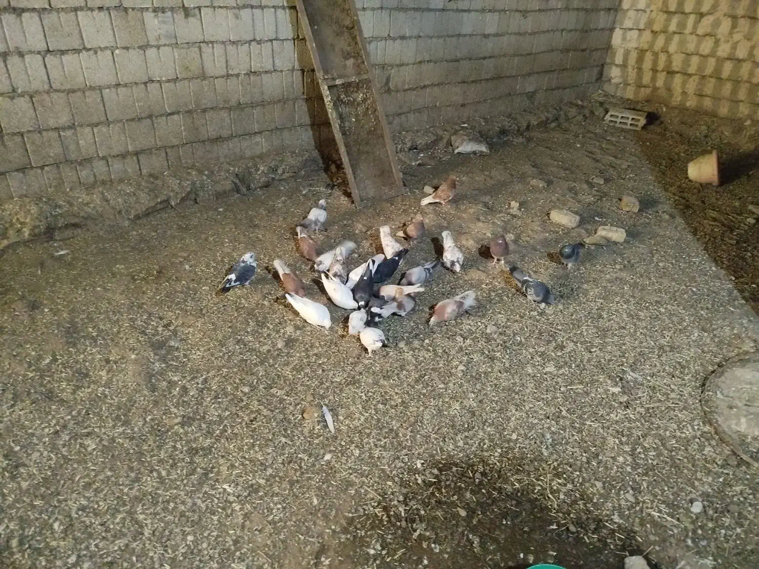 فروشی کفتر|پرنده|ایواوغلی, |دیوار