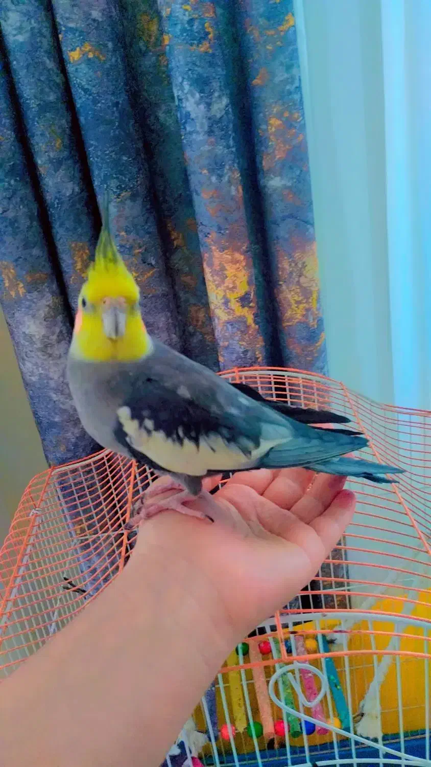 عروس هلندی|پرنده|سنندج, |دیوار