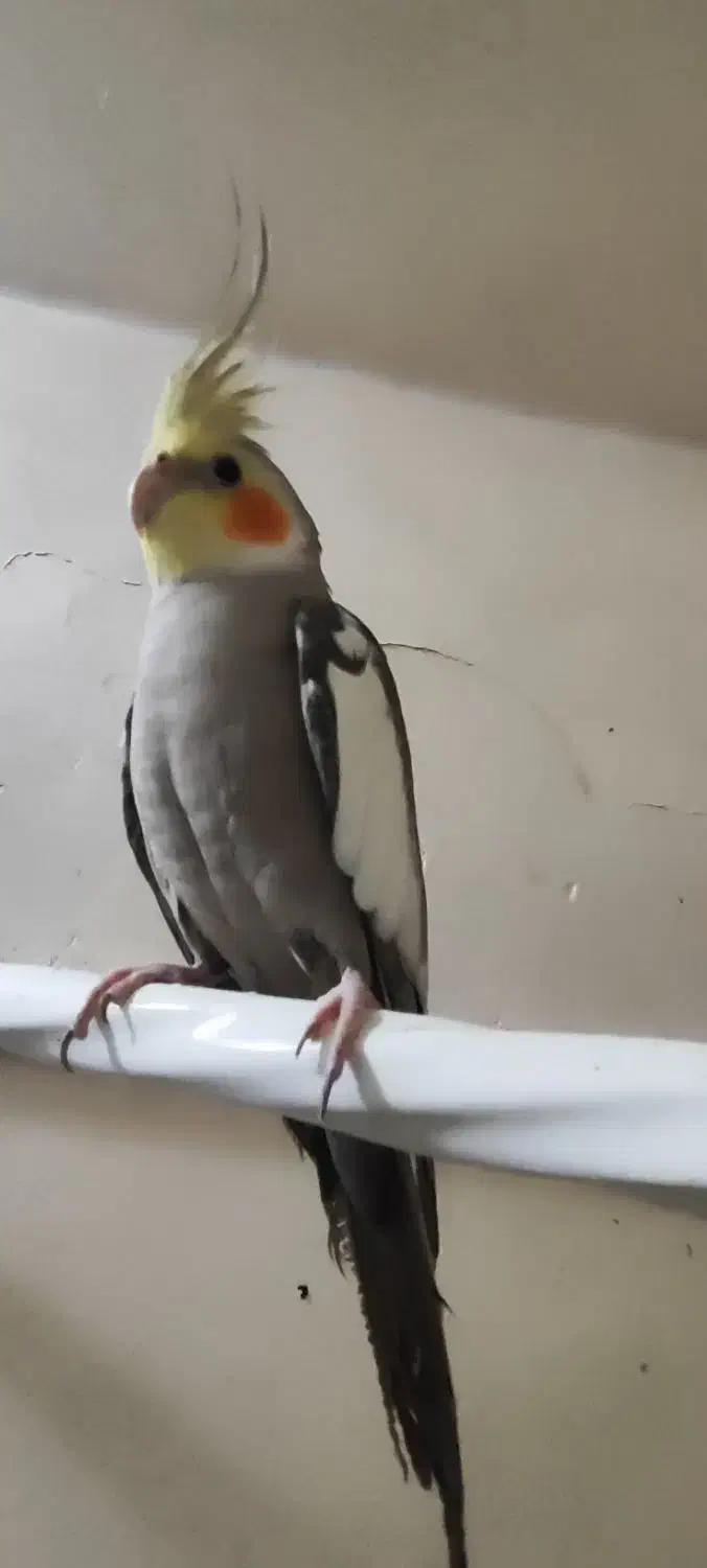 عروس هلندی سخنگو|پرنده|کلاچای, |دیوار