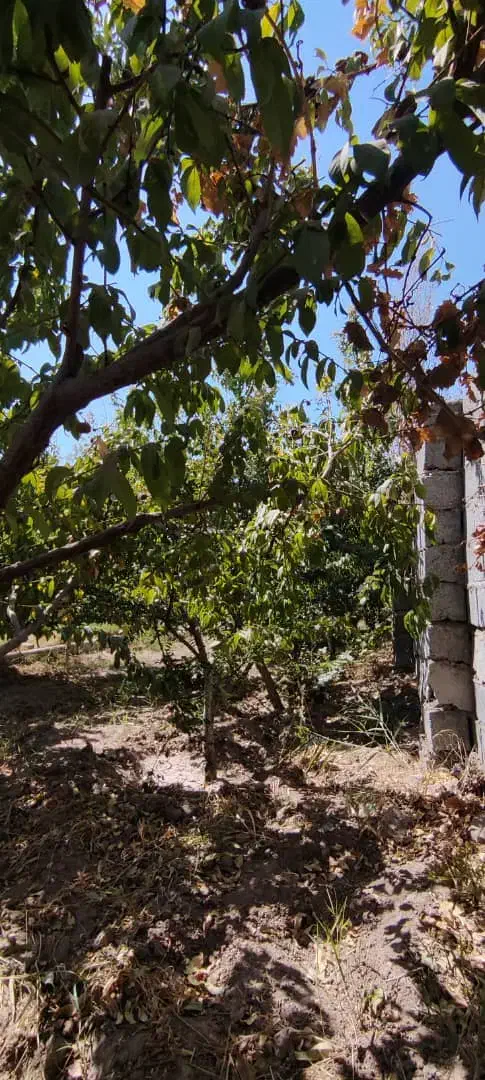 باغچه و باغ فول امکانات/آسفالت مسیر/شن ریزی|فروش خانه و ویلا|تهران, جوادیه|دیوار