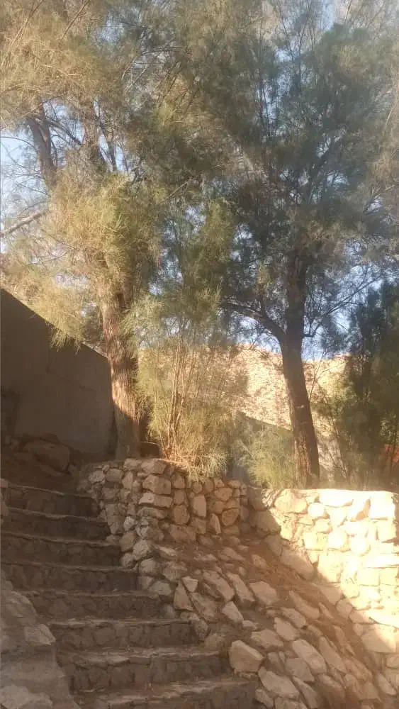 خدمات اره بنزینی و خرید چوب|خدمات باغبانی و درختکاری|بندر کنگان, |دیوار