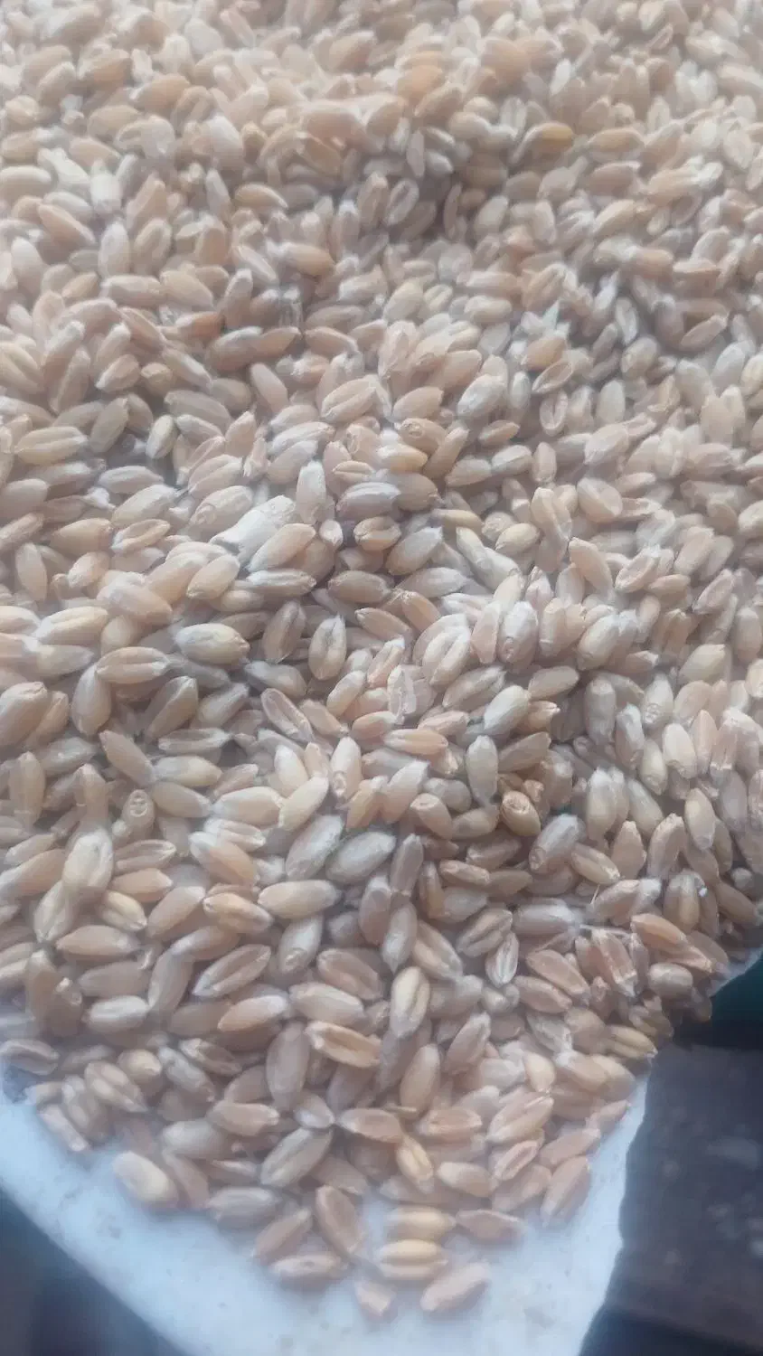گندم پیشگام|خوردنی و آشامیدنی|میان جلگه, |دیوار