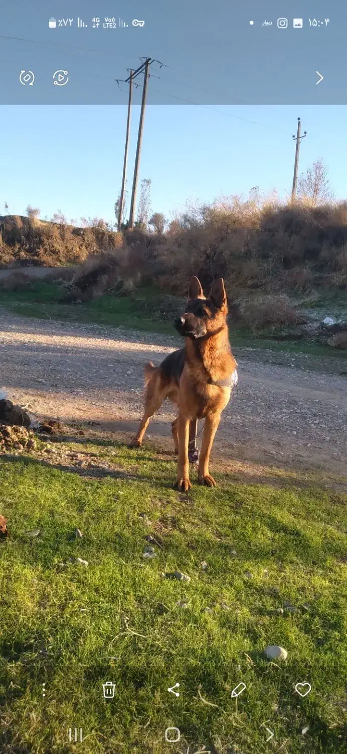 سگ ژرمن اصیل کلاسیک  ۱۱ماهه نر|سگ|کرمانشاه, |دیوار