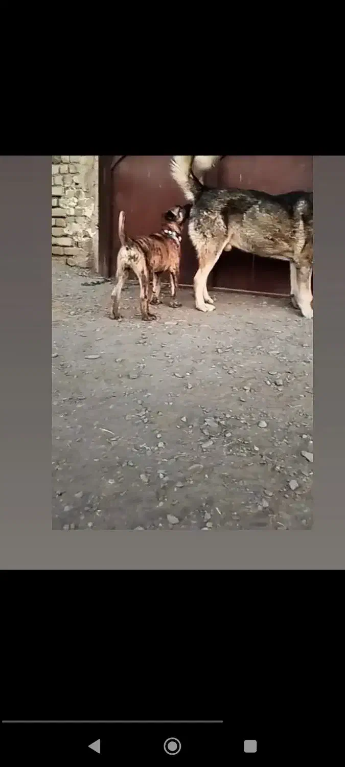 توله نر رخ خوشتیپ و درشت از پدر مادر درشت|سگ|نوده انقلاب, |دیوار